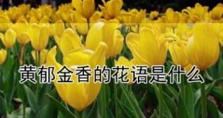 黄色郁金香的花语（金黄灿烂）