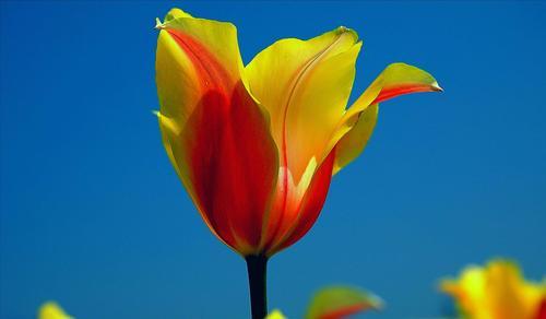 黄色郁金香的花语（金黄灿烂）