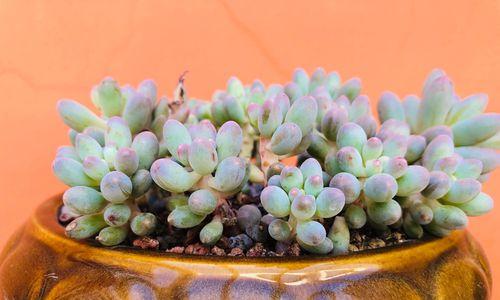 多肉植物对温度的适应性如何?冷热天气下应如何护理? 多肉植物对温度的适应性如何?冷热天气下应如何护理?