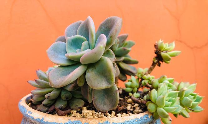 多肉植物对温度的适应性如何？冷热天气下应如何护理？