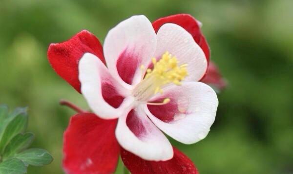 鲜花的象征意义(美丽绽放) 鲜花的象征意义(美丽绽放)