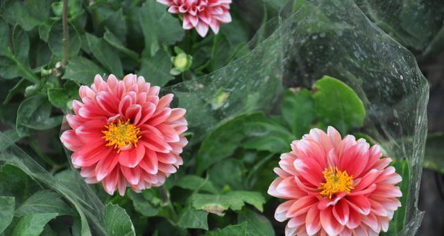 鲜花的象征意义(美丽绽放) 鲜花的象征意义(美丽绽放)