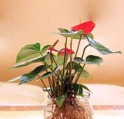 红掌晒太阳需要注意什么？红掌能在太阳底下晒多久？