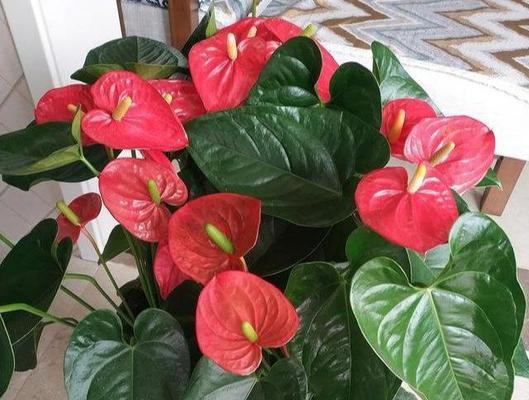 红掌晒太阳需要注意什么？红掌能在太阳底下晒多久？