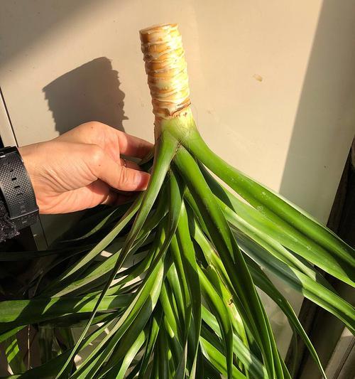 龙须树扦插方法是什么？扦插成功的关键因素有哪些？