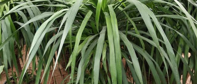 龙须树扦插方法是什么？扦插成功的关键因素有哪些？