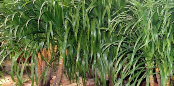 龙须树扦插方法是什么？扦插成功的关键因素有哪些？