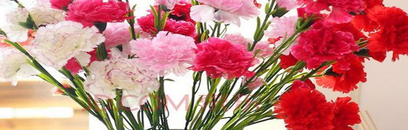 康乃馨（康乃馨传递着关爱与坚强）