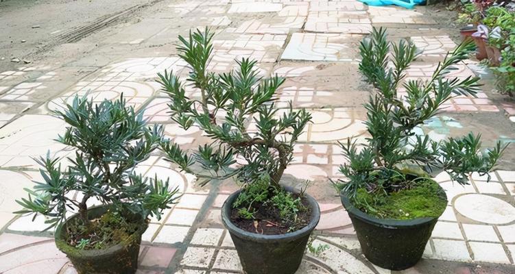 家里可以种罗汉松树吗？罗汉松树种植条件是什么？