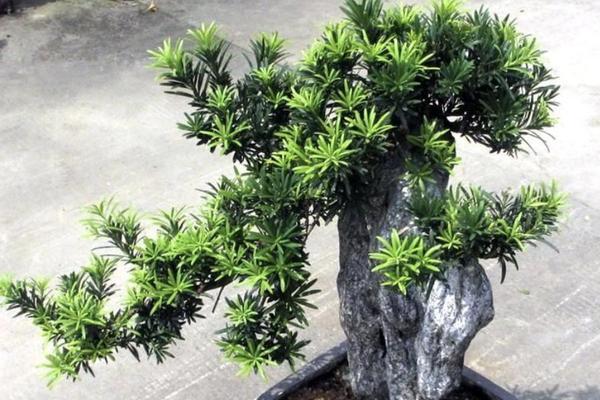 家里可以种罗汉松树吗？罗汉松树种植条件是什么？