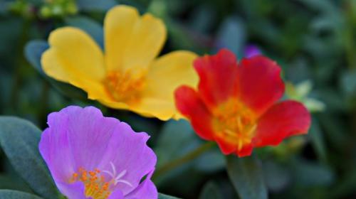 顺利之花开放绽放幸福（花语中的顺利与幸福）