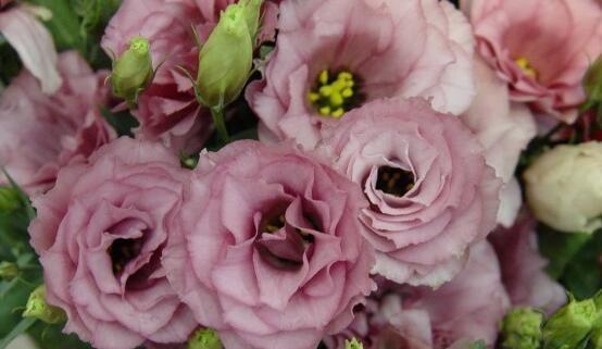 失望的爱（揭示爱情中的不尽如人意）