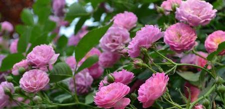 蔷薇花的花语与寓意（探秘蔷薇的美丽传说与隐含心意）