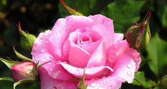 蔷薇花的花语与寓意（探秘蔷薇的美丽传说与隐含心意）