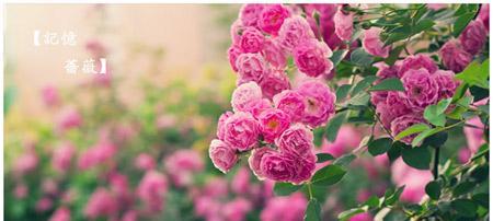 蔷薇花的花语与寓意（探秘蔷薇的美丽传说与隐含心意）