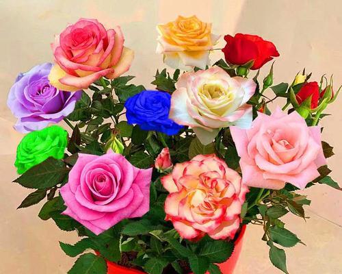 十一朵玫瑰花的象征意义（探寻十一朵玫瑰花所代表的含义）