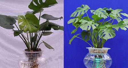 龟背竹水培可行吗？掌握正确方法和注意事项是什么？