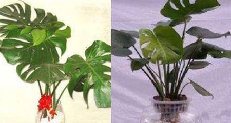 龟背竹水培可行吗？掌握正确方法和注意事项是什么？