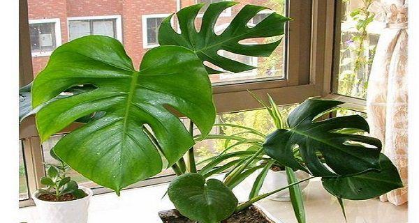 龟背竹水培可行吗？掌握正确方法和注意事项是什么？