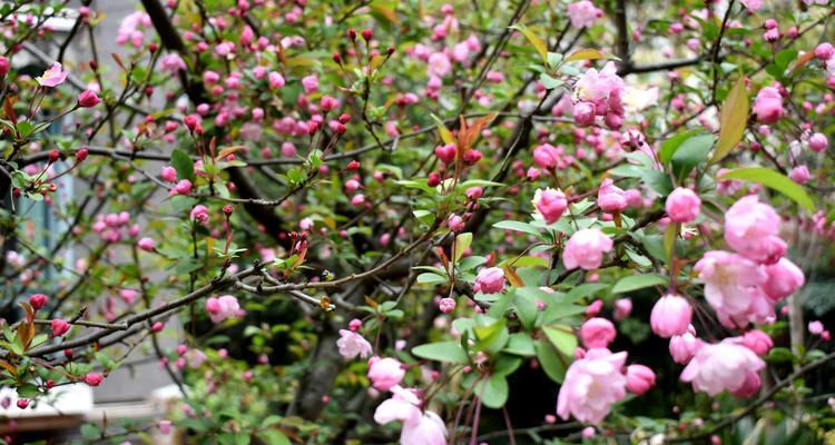 四季海棠花（揭秘四季海棠花所传递的神秘花语）