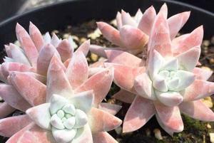 仙女杯白菊怎么养出状态？有哪些养护技巧？