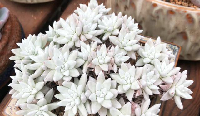 仙女杯白菊怎么养出状态？有哪些养护技巧？