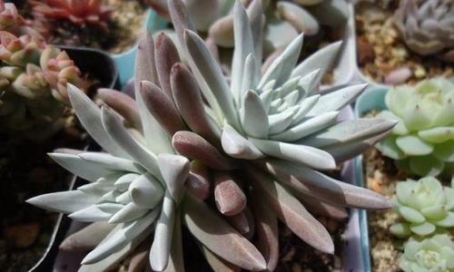 仙女杯白菊怎么养出状态？有哪些养护技巧？