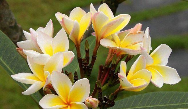 以鸡蛋花的花语是什么(解读鸡蛋花所传达的意义与象征) 以鸡蛋花的花语是什么(解读鸡蛋花所传达的意义与象征)