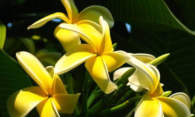 以鸡蛋花的花语是什么(解读鸡蛋花所传达的意义与象征) 以鸡蛋花的花语是什么(解读鸡蛋花所传达的意义与象征)