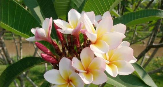 以鸡蛋花的花语是什么(解读鸡蛋花所传达的意义与象征) 以鸡蛋花的花语是什么(解读鸡蛋花所传达的意义与象征)