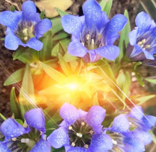 龙胆花之花语（草坪上的紫色幸福）