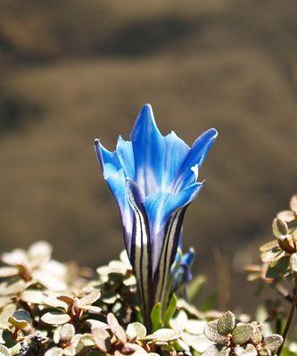 龙胆花之花语（草坪上的紫色幸福）