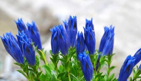 龙胆花之花语（草坪上的紫色幸福）