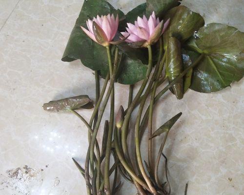 莲藕一年四季都有吗？哪个季节的莲藕最鲜美？