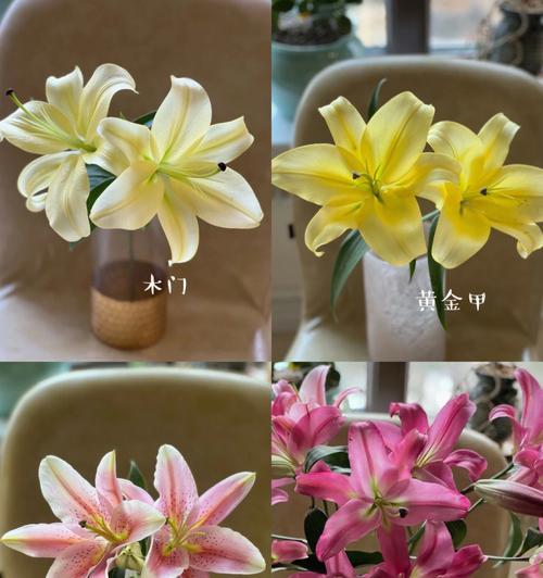 梯伯百合花语(揭示梯伯百合花语的深层内涵) 梯伯百合花语(揭示梯伯百合花语的深层内涵)