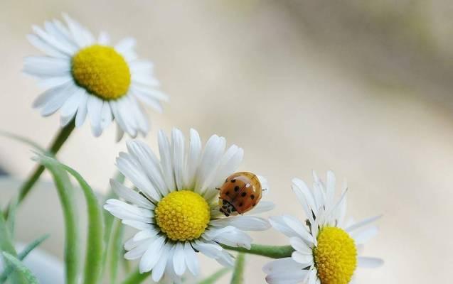 以皱菊的花语（传递希望与坚持的力量）