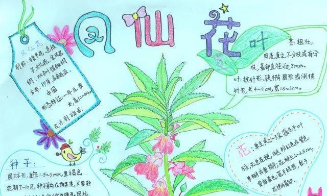 夜来香如何繁殖？最佳繁殖时间是什么时候？