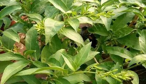 夜来香如何繁殖？最佳繁殖时间是什么时候？