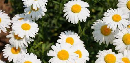 以皱菊的花语（传递希望与坚持的力量）