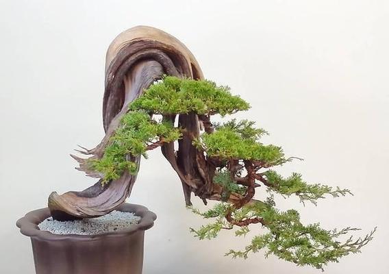 柏树可以种在院子里吗？院子里种植柏树需要注意什么？