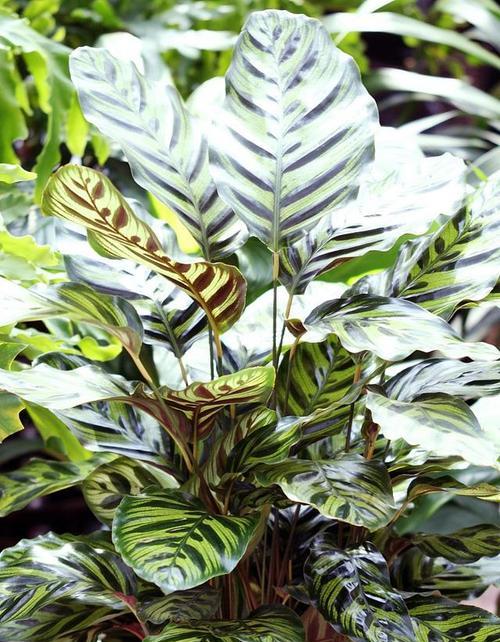 孔雀竹芋开花的喜讯与美好寓意(探索孔雀竹芋开花的奇迹与象征) 孔雀竹芋开花的喜讯与美好寓意(探索孔雀竹芋开花的奇迹与象征)