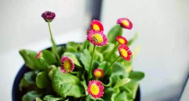 生命之火——代表执着的植物（探索自然中的坚韧精神与生命力）