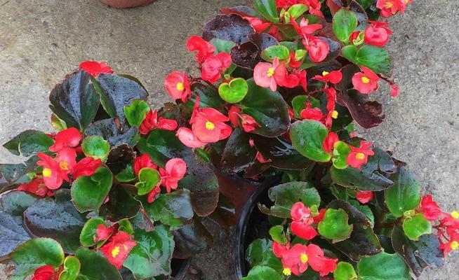 海棠怎么养家庭养法？有哪些简单易行的步骤？