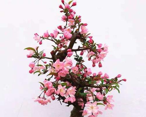 海棠怎么养家庭养法？有哪些简单易行的步骤？