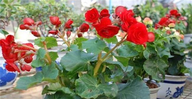 海棠怎么养家庭养法？有哪些简单易行的步骤？