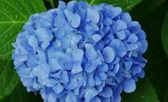 绣球花花语的寓意与象征（揭示绣球花所传达的情感和内涵）