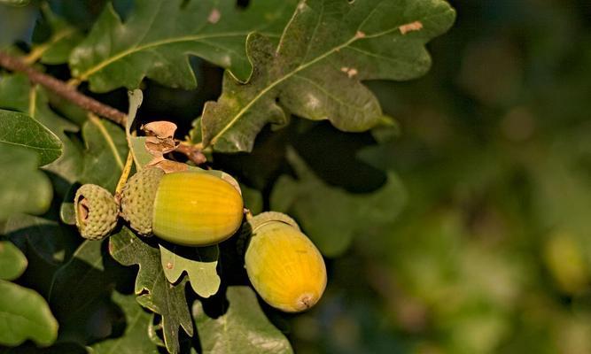 橡树果子能吃吗？食用橡子的安全性和营养价值解析