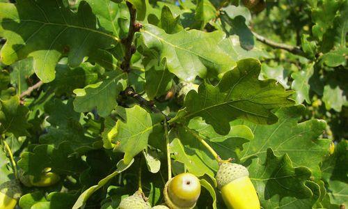 橡树果子能吃吗？食用橡子的安全性和营养价值解析
