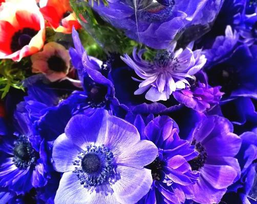 花语中的生日祝福（揭示花朵中蕴含的生日寓意与祝福）