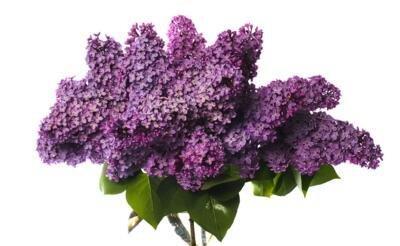 花语中的生日祝福（揭示花朵中蕴含的生日寓意与祝福）